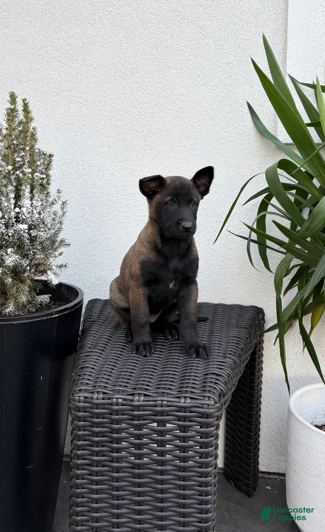 Belgian Malinois dogs for sale: Belgian Malinois Puppy (Maggie) - Ad 3