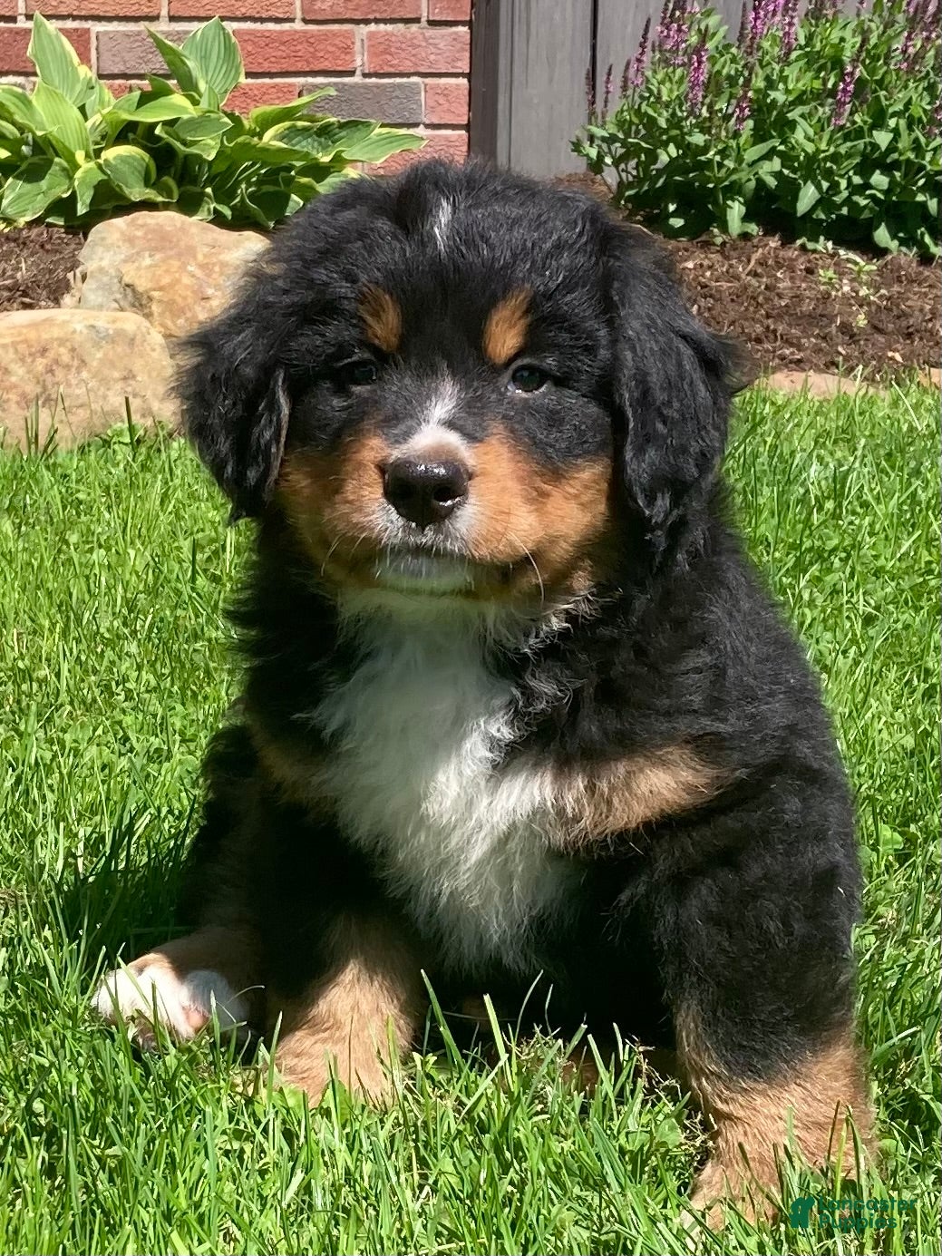 Bernese Mountain Dog dogs Prince - Ad 1