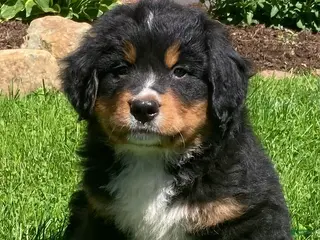Bernese Mountain Dog dogs for sale: Prince - Ad 3