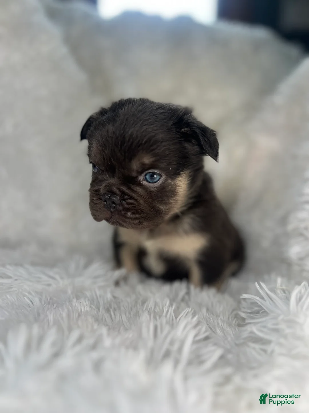 French Bulldog dogs for sale: French Bulldog Puppy 4 - Ad 1