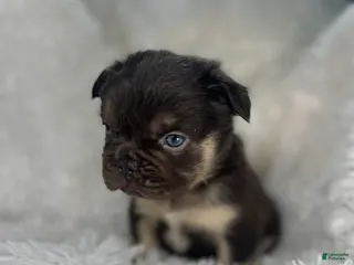 French Bulldog dogs French Bulldog Puppy 4 - Ad 29