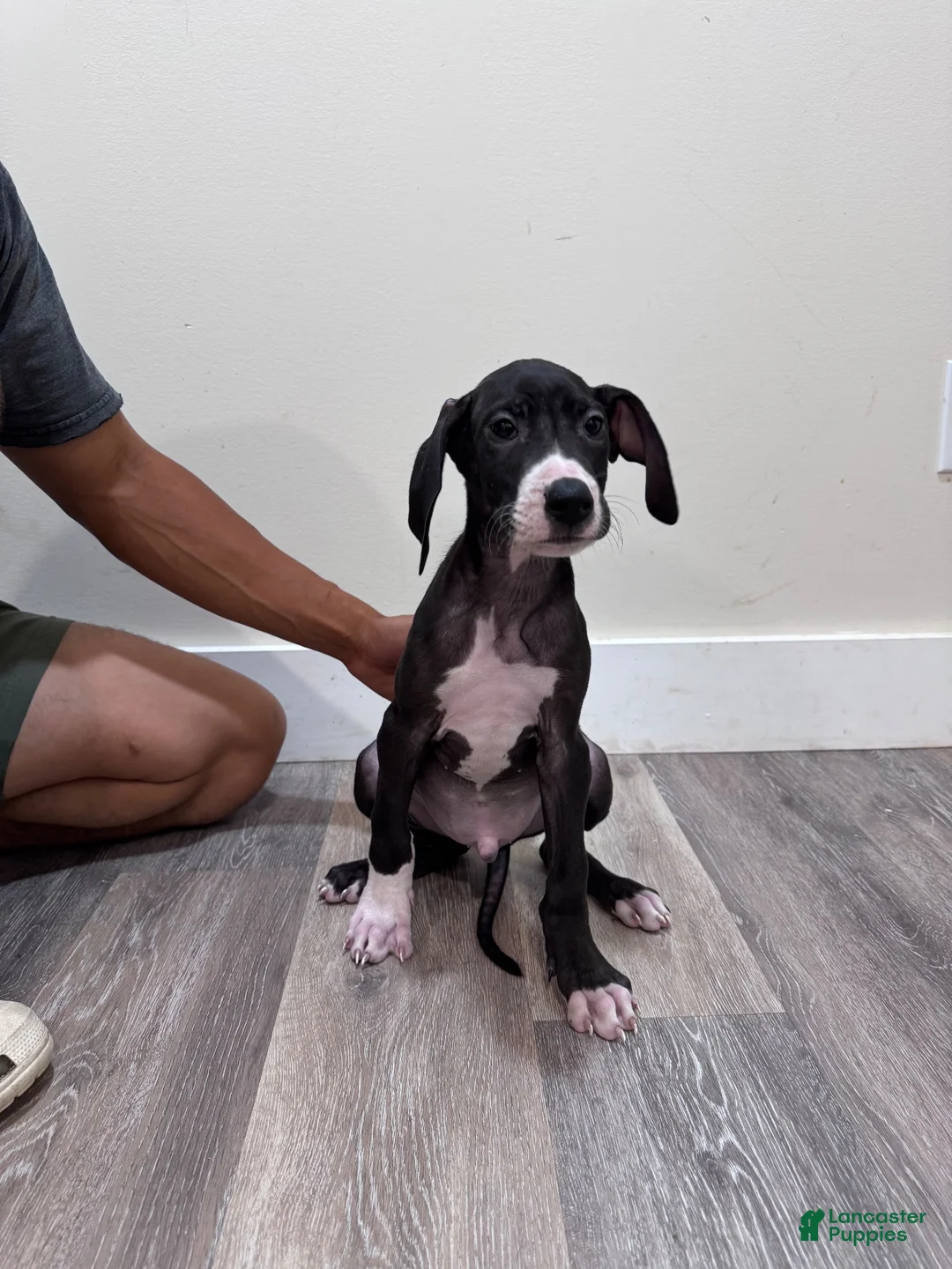 Great Dane dogs for sale: Great Dane 3 (Tater)  - Ad 2