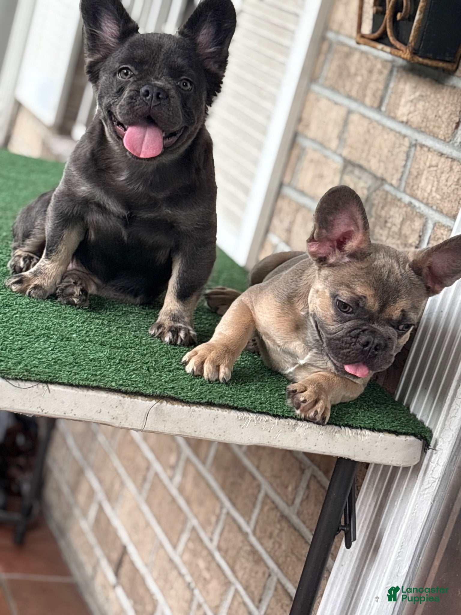 French Bulldog dogs French Bulldog pup male - Ad 7