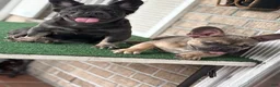 French Bulldog dogs for sale: French Bulldog pup male - Ad 1
