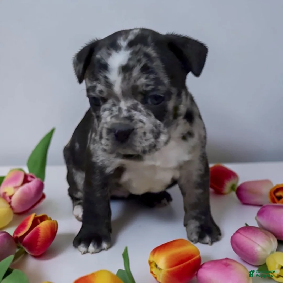 Frenchton dogs for sale: Frankie - Ad 1