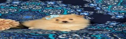 Pomeranian dogs for sale: Monette - Ad 7