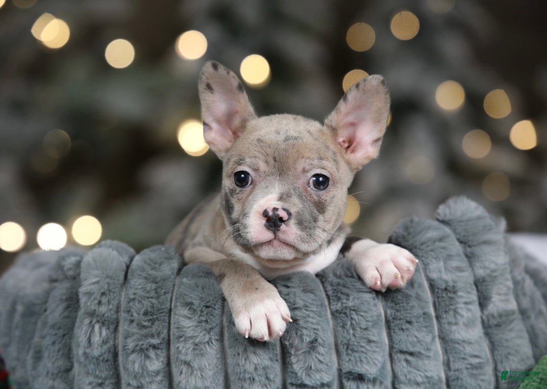 Frenchton dogs for sale: Jellybean - Ad 3