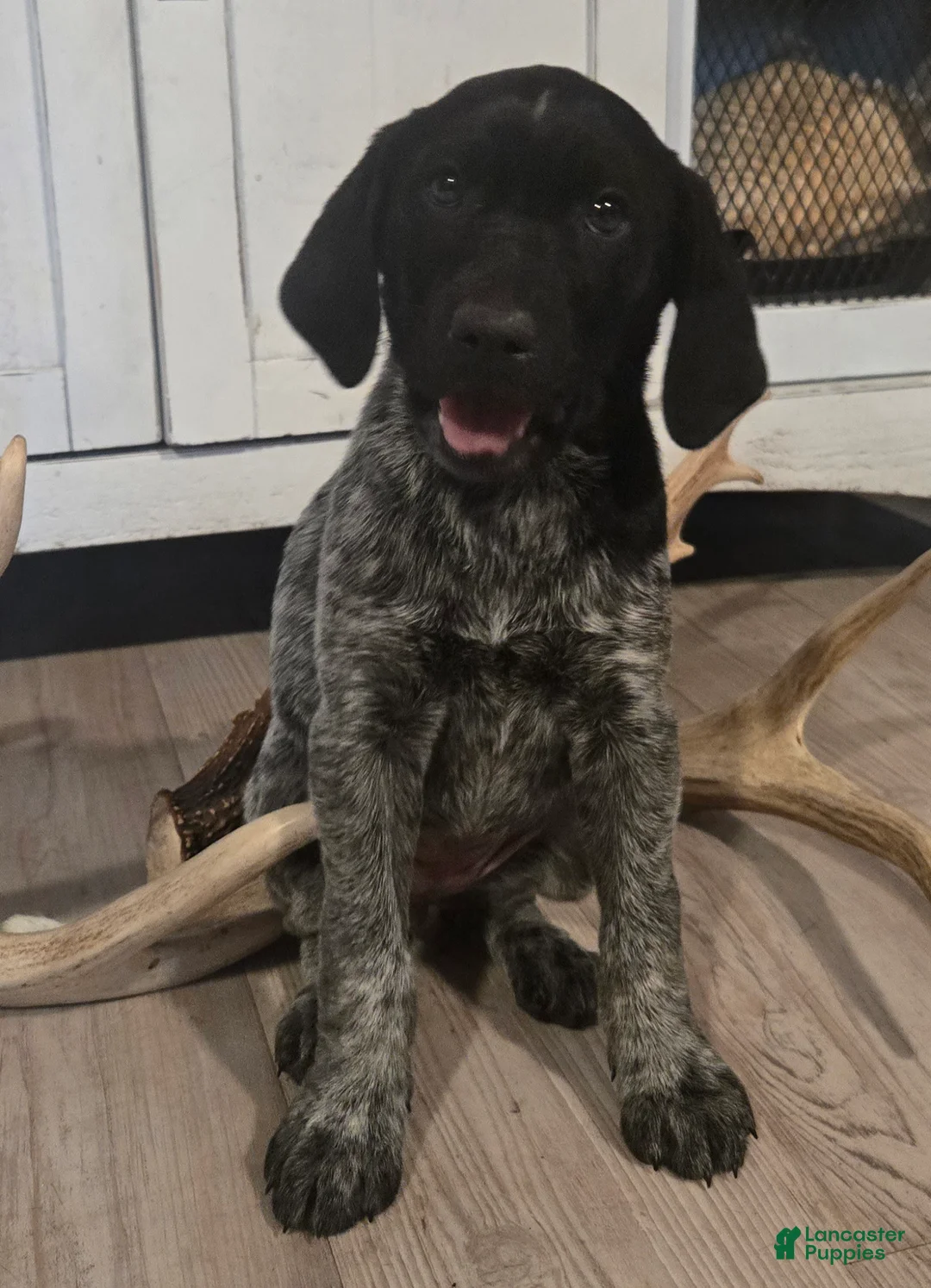 Mixed Breed dogs for sale: Oreo - Ad 1