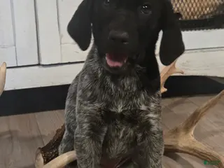 Mixed Breed dogs for sale: Oreo - Ad 4