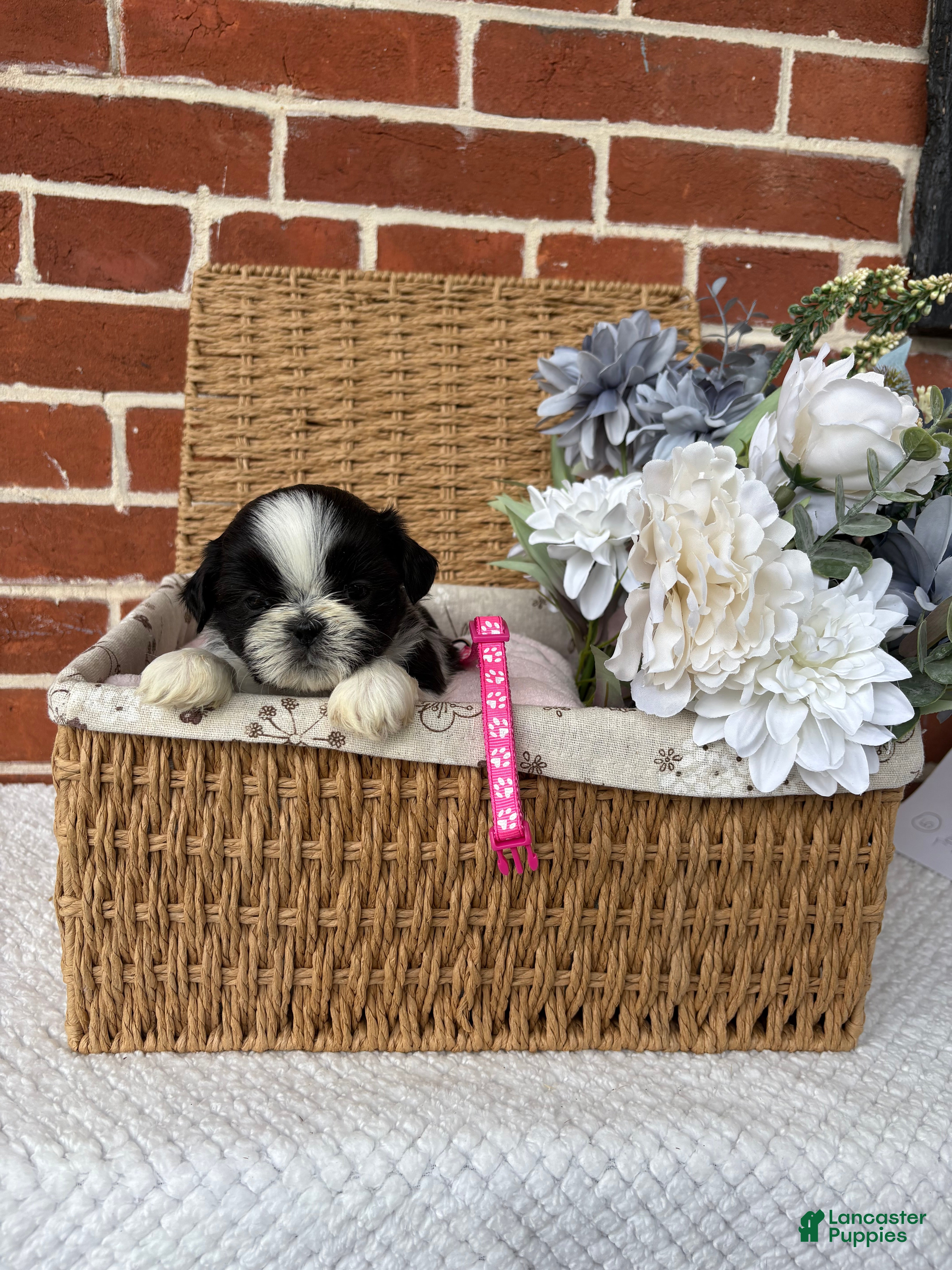 Shih Tzu dogs for sale: Lulu  - Ad 7