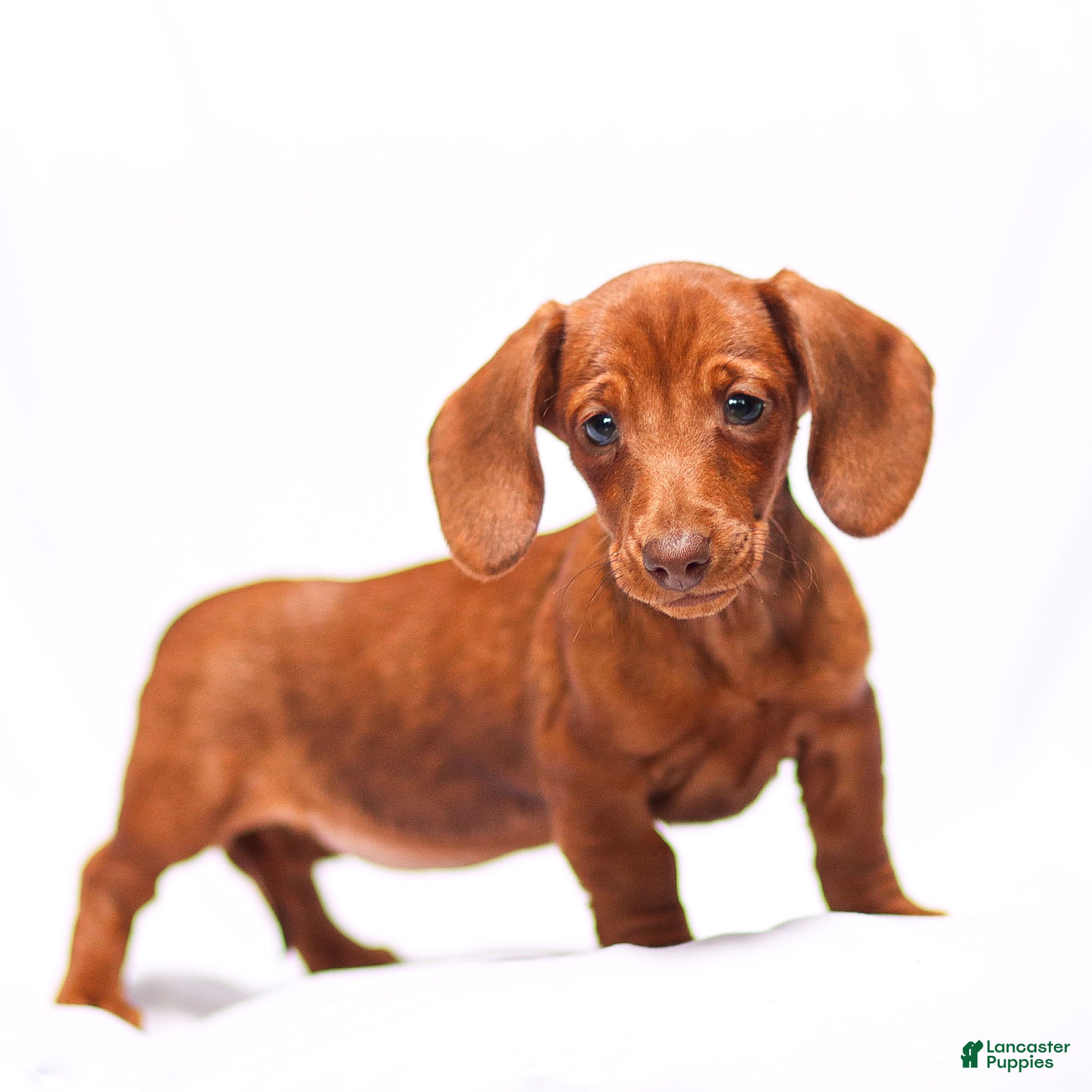 Miniature Dachshund dogs Olivia - Ad 1
