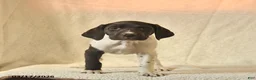 German Shorthaired Pointer dogs for sale: Millie  - Ad 4