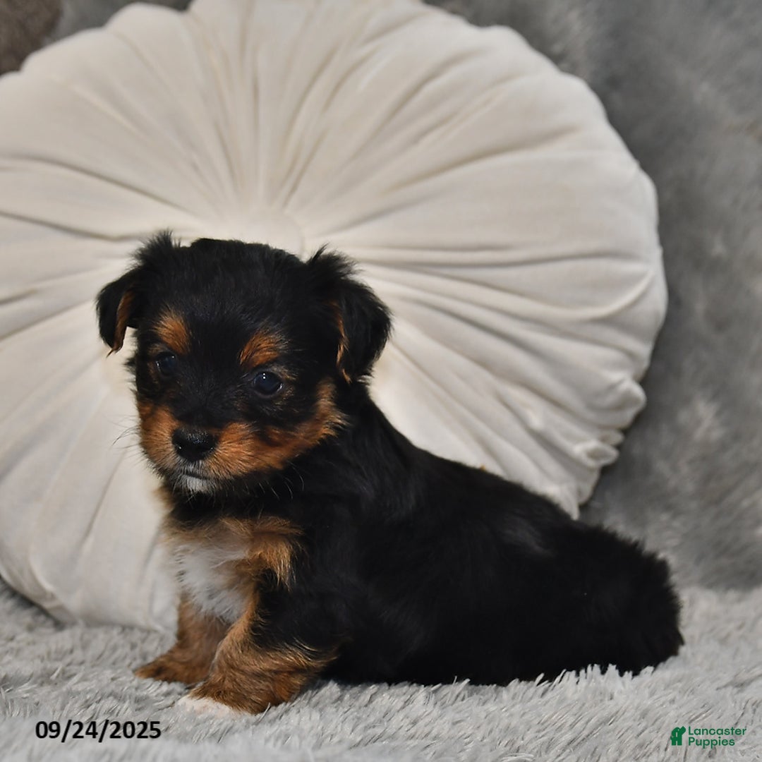 Yorkshire Terrier dogs for sale: Chip - Ad 19