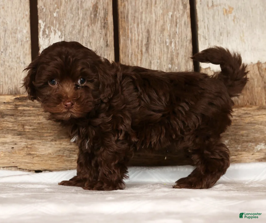 Havapoo dogs for sale: Dakota - Ad 5