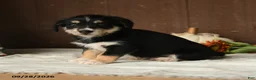 Mixed Breed dogs for sale: Kiwi - Ad 4