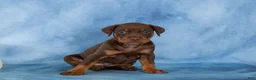 Mixed Breed dogs for sale: Cocoa - Ad 3