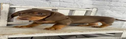 Miniature Dachshund dogs for sale: Holly - Ad 12