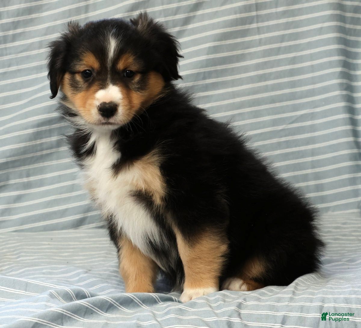 Australian Shepherd dogs for sale: Lady - Ad 8