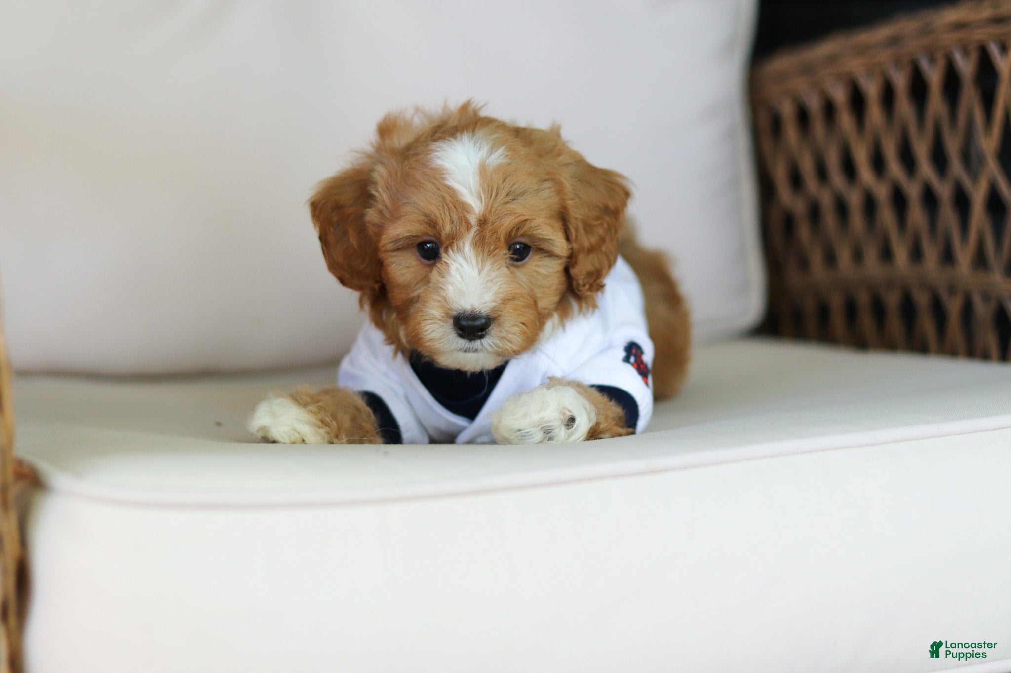 Cavapoo dogs for sale: Mason - Ad 2