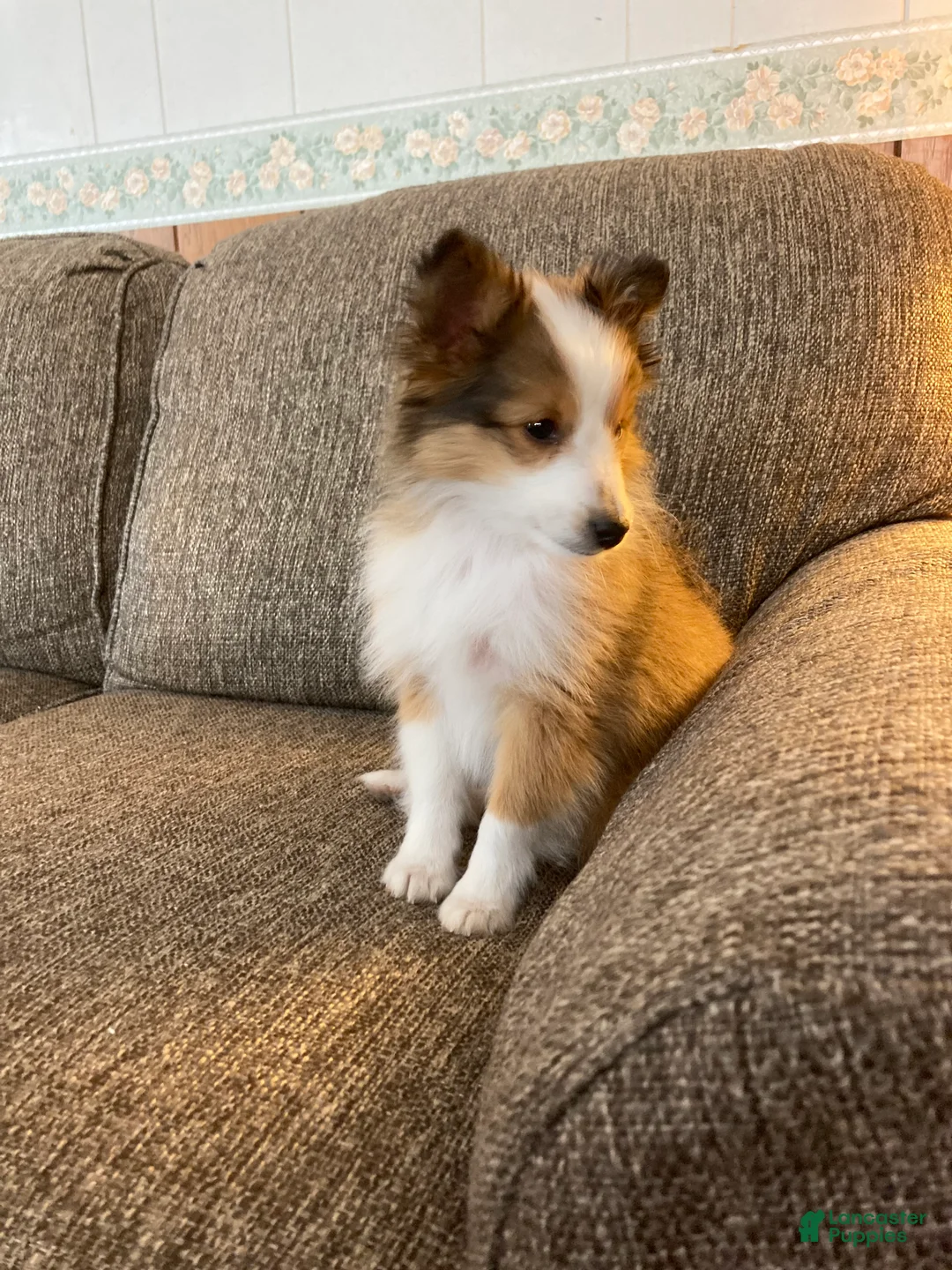 Shetland Sheepdog dogs for sale: Shetland Sheepdog Puppy 1 - Ad 1
