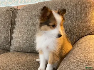 Shetland Sheepdog dogs Shetland Sheepdog Puppy 1 - Ad 20