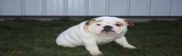 English Bulldog dogs for sale: Winston - Ad 6