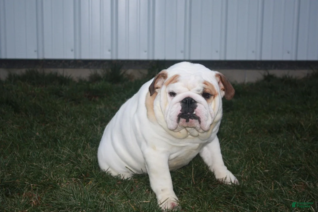 English Bulldog dogs for sale: Winston - Ad 6