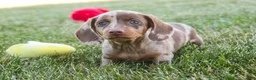 Dachshund dogs for sale: Latte - Ad 9
