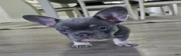 French Bulldog dogs for sale: Chanel - Ad 4