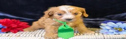 Cavapoo dogs for sale: Ripley - Ad 6