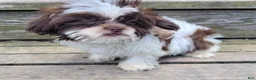 Shihpoo dogs for sale: Roxie - Ad 7
