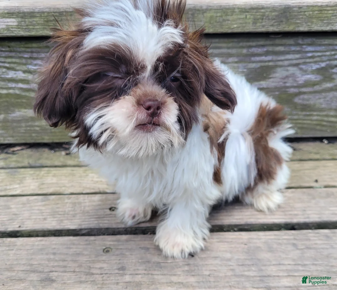 Shihpoo dogs for sale: Roxie - Ad 7