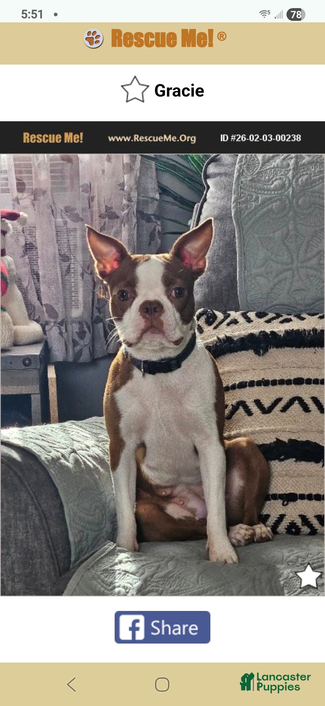 Boston Terrier dogs for sale: Boston Terrier Puppy 1 - Ad 1