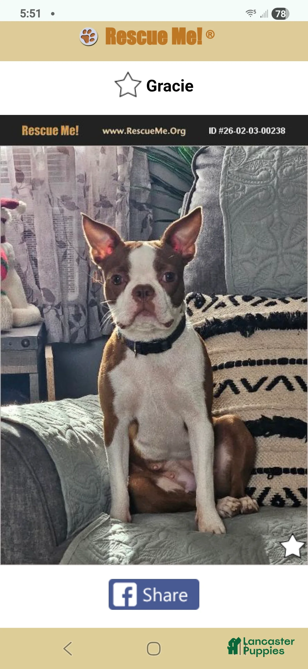 Boston Terrier dogs for sale: Boston Terrier Puppy 1 - Ad 1