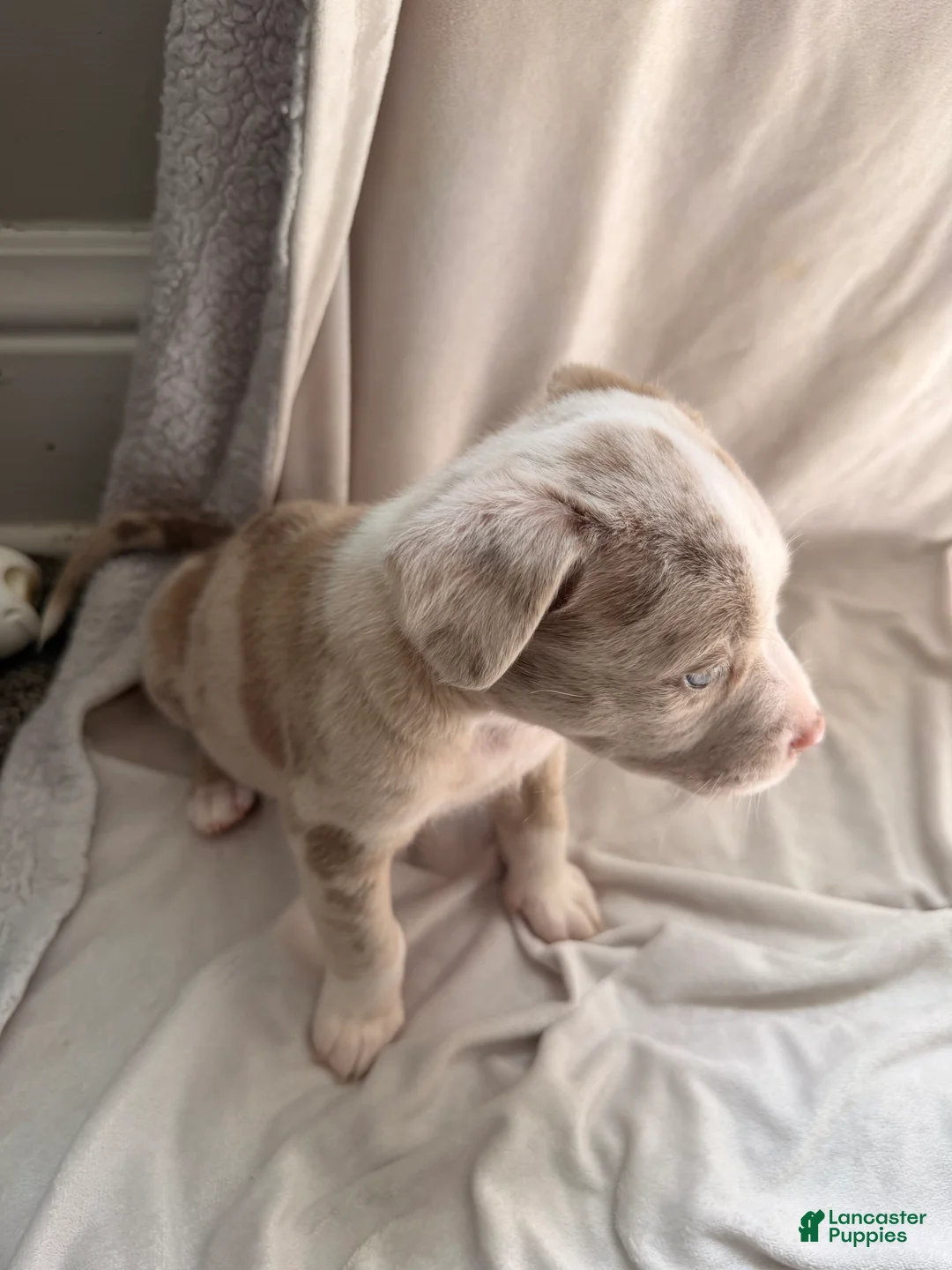 Mixed Breed dogs for sale: Mixed Breed Puppy 5 - Ad 2