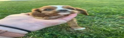 Cavalier King Charles Spaniel dogs for sale: Cavalier King Charles Spaniel 2 - Ad 3