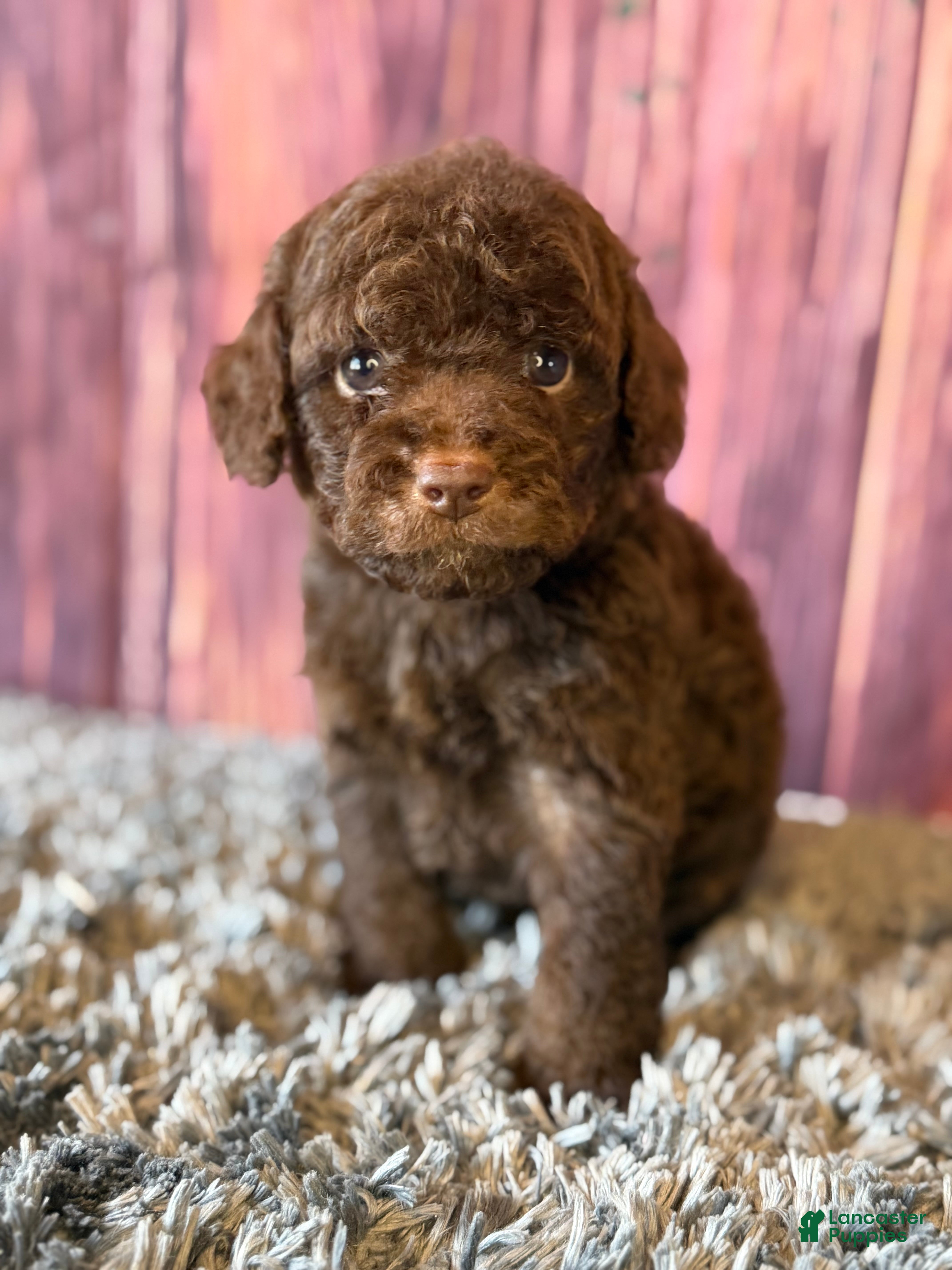 Cockapoo dogs Nico - Ad 2