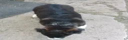 Mixed Breed dogs for sale: Shadow - Ad 3