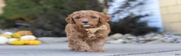 Mini Goldendoodle dogs for sale: Lily - Ad 3