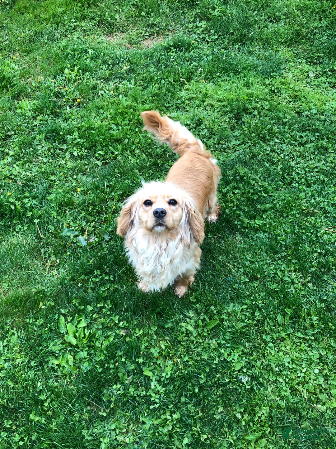 Cavalier King Charles Spaniel dogs for sale: Marcus - Ad 2