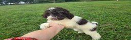 Goldendoodle dogs for sale: Faith - Ad 3