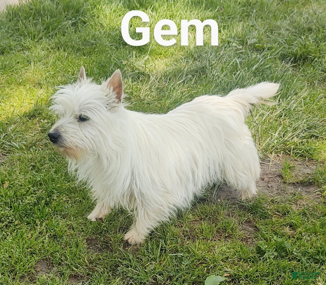 West Highland Terrier dogs for sale: Snow Baby - Ad 12