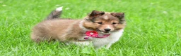 Shetland Sheepdog dogs for sale: Kevin - Ad 23