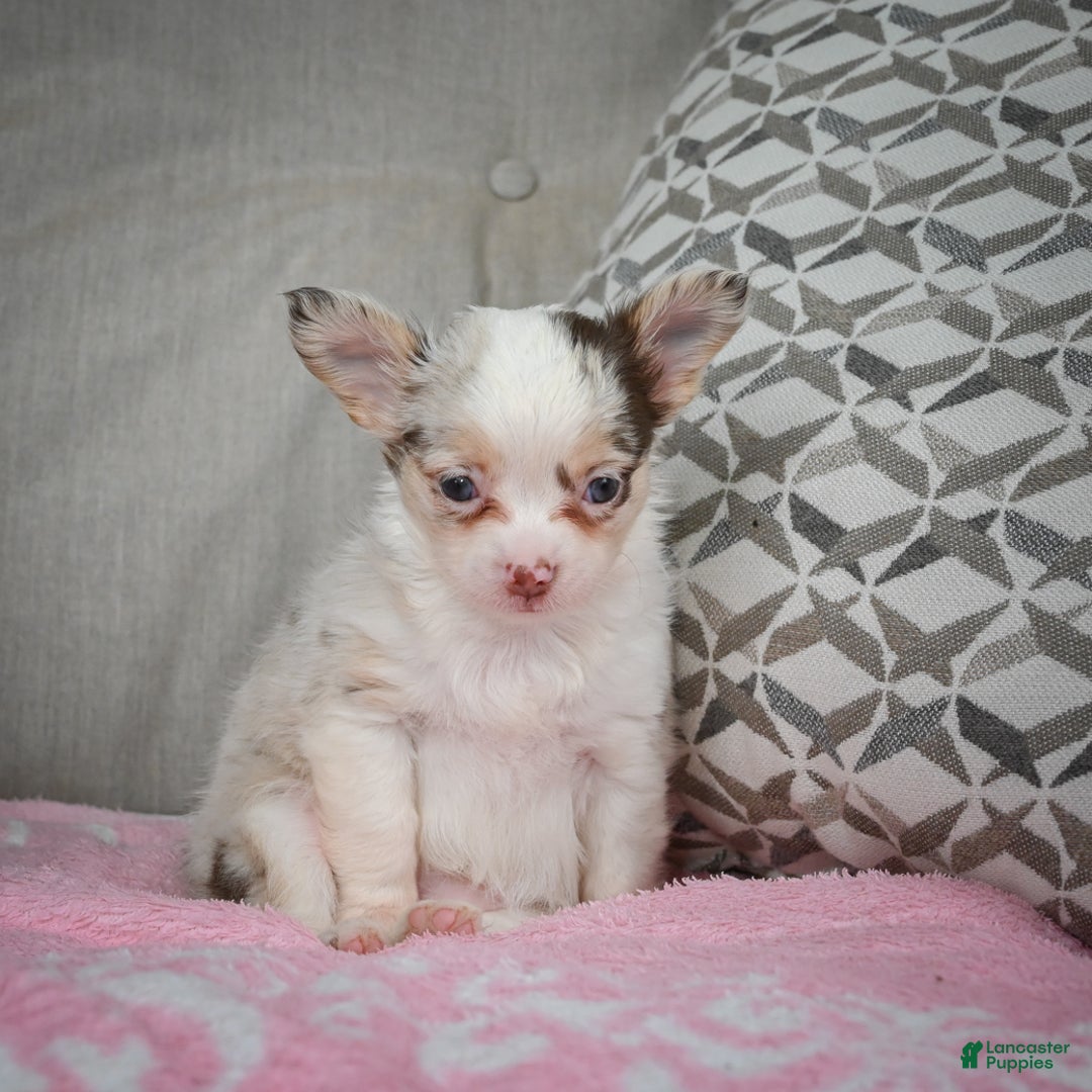 Chihuahua dogs for sale: Winnie - Ad 4