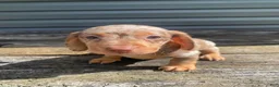 Miniature Dachshund dogs for sale: Dolly - Ad 8