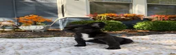 French Bulldog dogs for sale: Prada - Ad 11