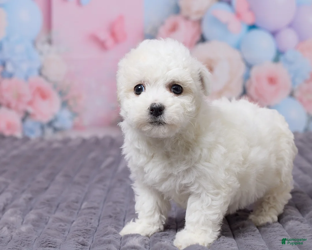 Bichon Frise dogs for sale: Lily - Ad 5