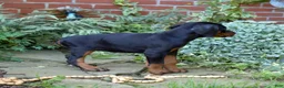 Doberman Pinscher dogs for sale: Orchid - Ad 10