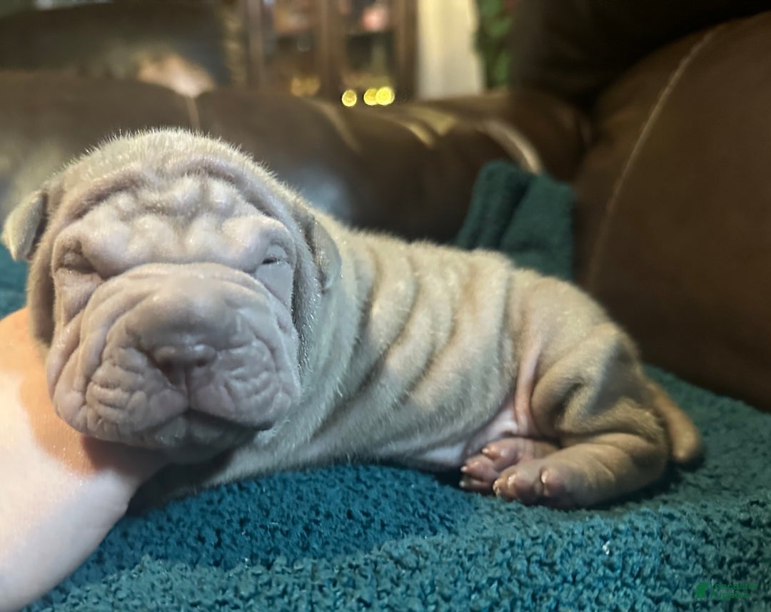 Shar Pei dogs for sale: Juliet - Ad 4
