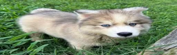Siberian Husky dogs for sale: ROBBIE - Ad 8
